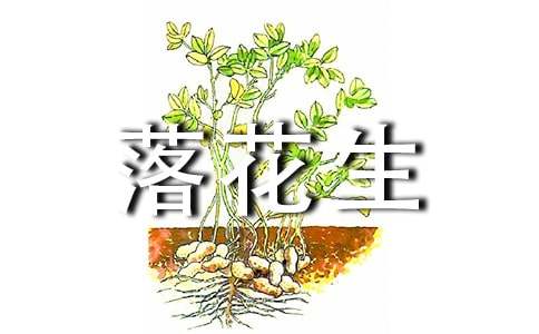 落花生读书笔记