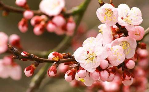 《桃花心木》教学反思