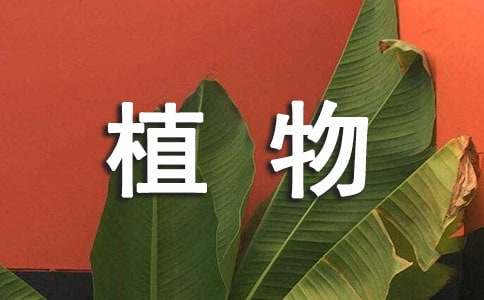 植物妈妈有办法教学反思15篇