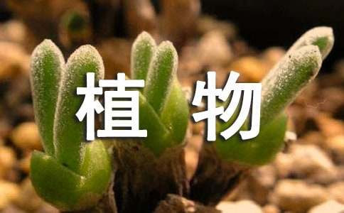 《植物的“感情”》教学设计