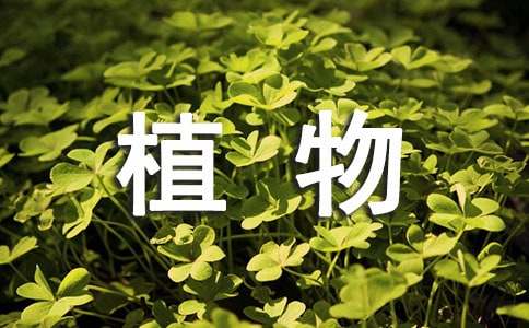 《植物妈妈有办法》教学设计(15篇)